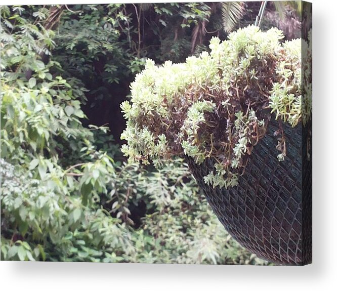 Photography Acrylic Print featuring the photograph Nature #2 by Sweety Vyas