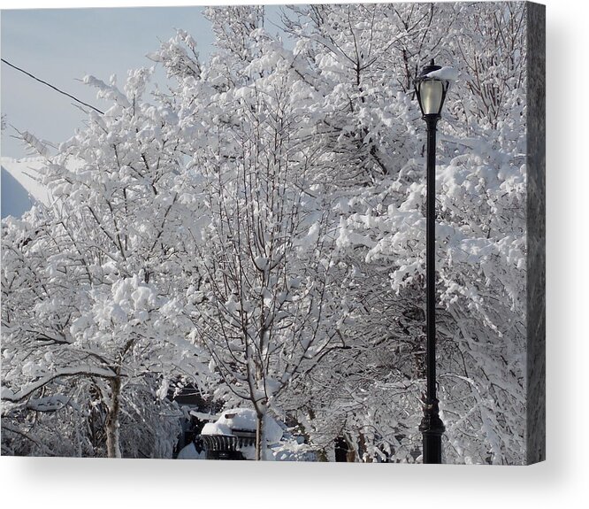 Malden Acrylic Print featuring the photograph Snow Covered Trees #3 by Catherine Gagne