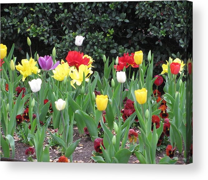 Spring Acrylic Print featuring the photograph Springtime Glory #2 by Shawn Hughes