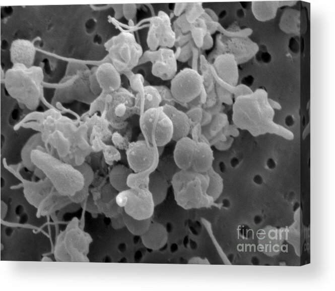 Platelets Acrylic Print featuring the photograph Staphylococcus Epidermidis Bacteria #2 by Scimat