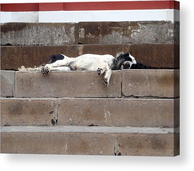 Karen Zuk Rosenblatt Art And Photography Acrylic Print featuring the photograph Street Dog Sleeping on Steps by Karen Zuk Rosenblatt