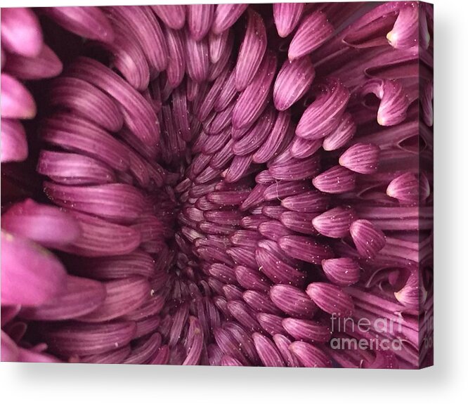 Flowers Acrylic Print featuring the photograph The Opening #2 by Nona Kumah