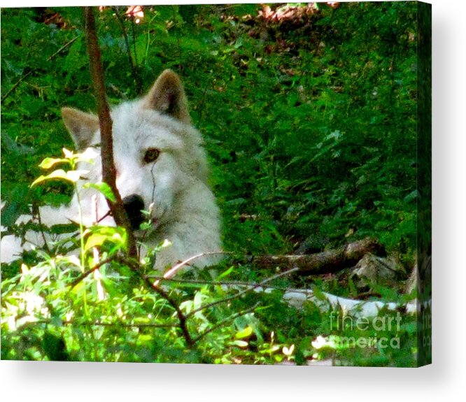 I Found The Shade Acrylic Print featuring the photograph The Wild Wolve Group B #2 by Debra   Vatalaro