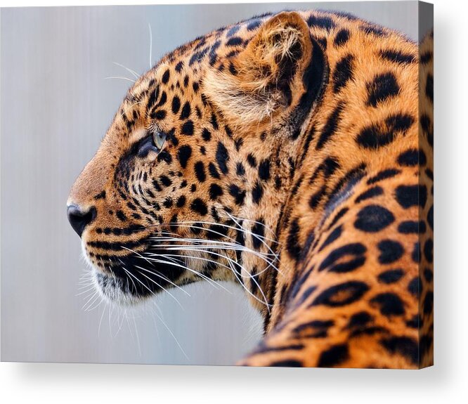Leopard Acrylic Print featuring the photograph Leopard #20 by Jackie Russo