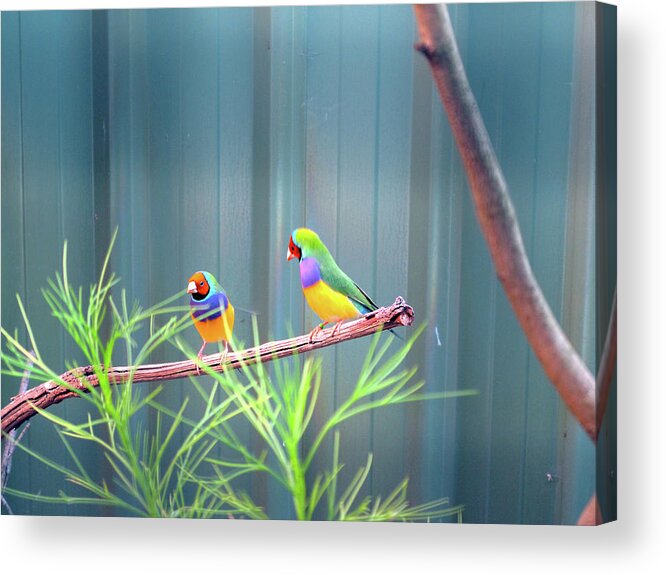 Lovebirds Acrylic Print featuring the photograph Aussie Rainbow Lovebirds by Kathy Corday