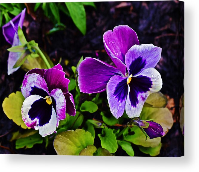 Pansies Acrylic Print featuring the photograph 2015 Spring at Olbrich Gardens Violet Pansies by Janis Senungetuk