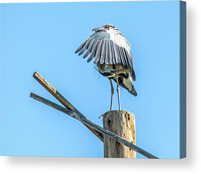 Great Acrylic Print featuring the photograph Great Blue Heron #24 by Tam Ryan