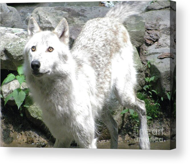Wolf Jumping Off The Rock In The Water Acrylic Print featuring the photograph The Wild Wolve Group A #22 by Debra   Vatalaro