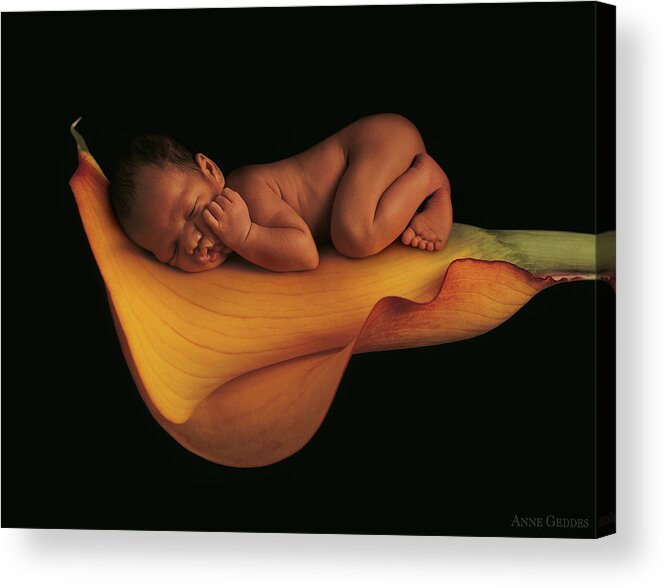 Calla Lily Acrylic Print featuring the photograph Sleeping on a Calla Lily by Anne Geddes