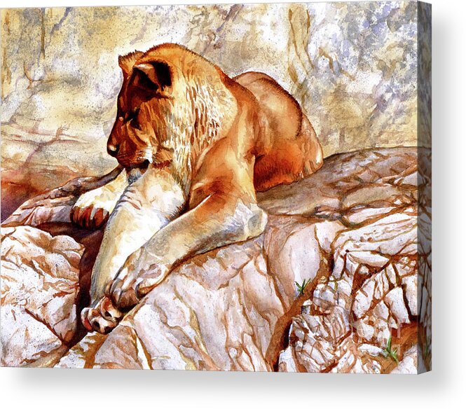 Lion Acrylic Print featuring the painting #232 Sleeping Lioness #232 by William Lum