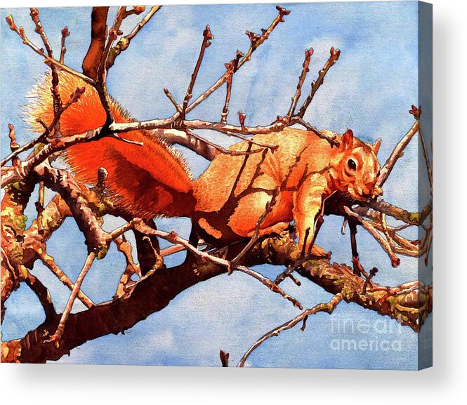 Fox Squirrel Acrylic Print featuring the painting #251 Fox Squirrel #251 by William Lum