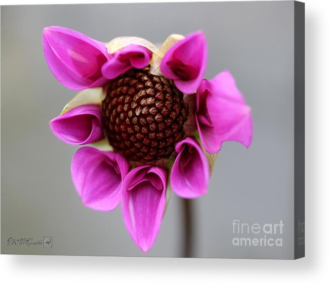 Mccombie Acrylic Print featuring the photograph Dahlia named Teesbrooke Redeye #5 by J McCombie