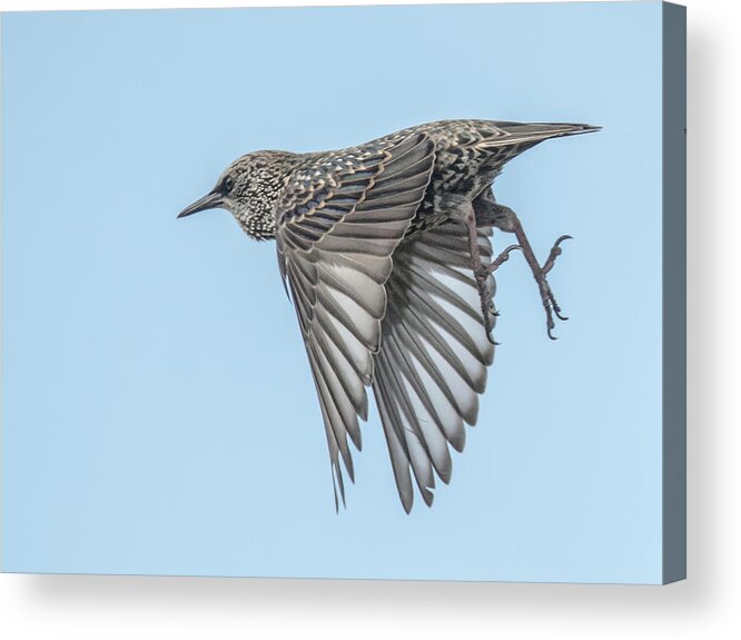 Starling Acrylic Print featuring the photograph European Starling #3 by Tam Ryan