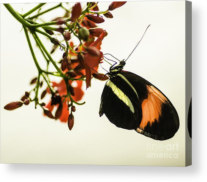 Hanging Acrylic Print featuring the photograph Hanging On #3 by Nick Boren