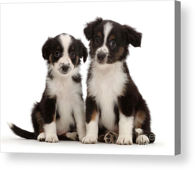 Nature Acrylic Print featuring the photograph Mini American Shepherd Puppies #3 by Mark Taylor