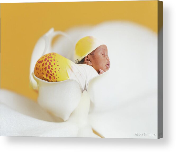 Orchid Acrylic Print featuring the photograph Telayiah in a Moth Orchid by Anne Geddes