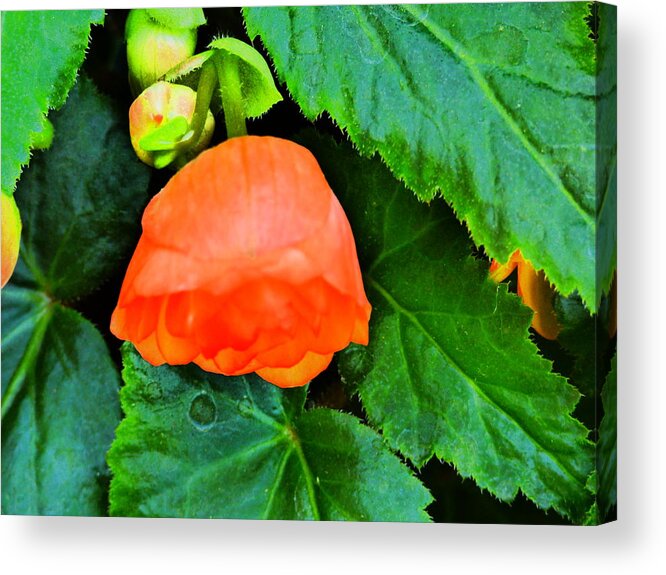 Flower Garden Idaho Photography Acrylic Print featuring the photograph Velvet Nights #33 by Paul Stanner
