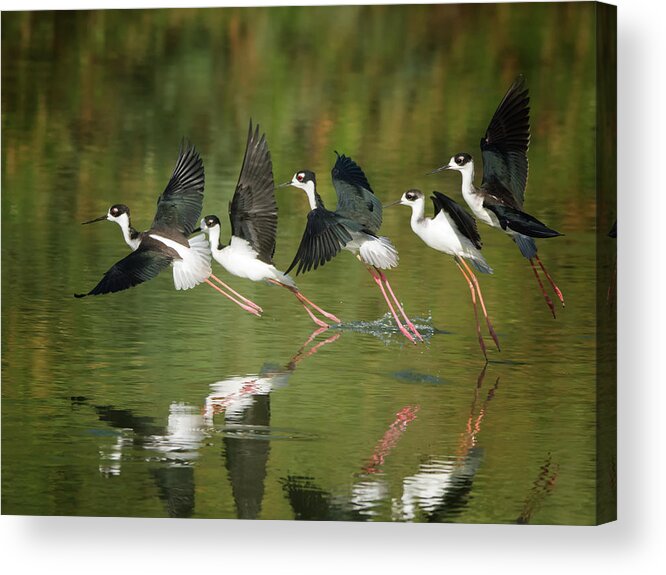 Black-necked Acrylic Print featuring the photograph Black-necked Stilts #6 by Tam Ryan