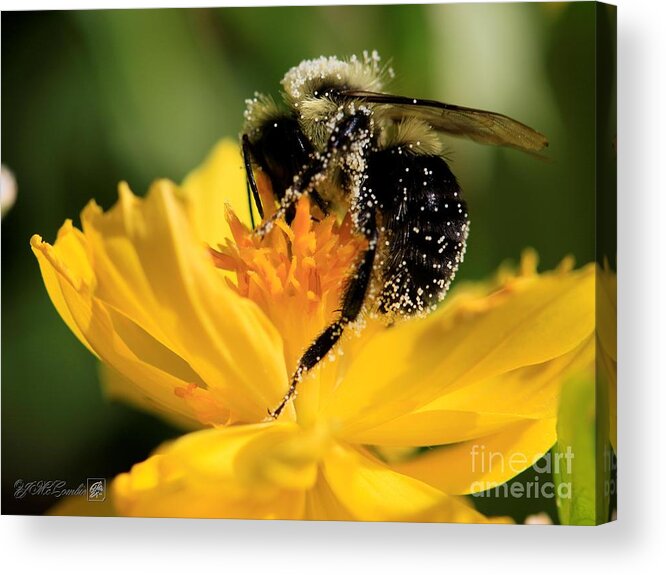 Mccombie Acrylic Print featuring the photograph Cosmos named Limara Lemon #3 by J McCombie