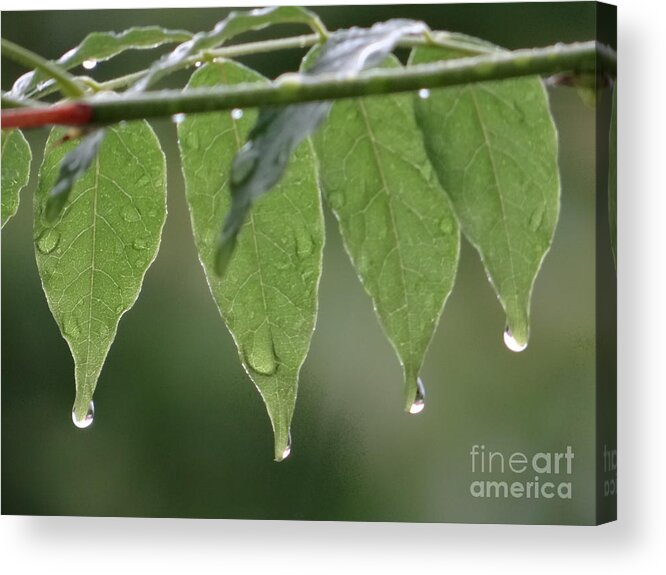 Four Acrylic Print featuring the photograph 4 Times by Karin Ravasio