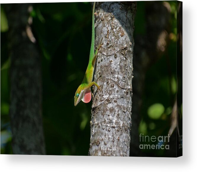 Green Anole Acrylic Print featuring the photograph 56- Green Anole by Joseph Keane