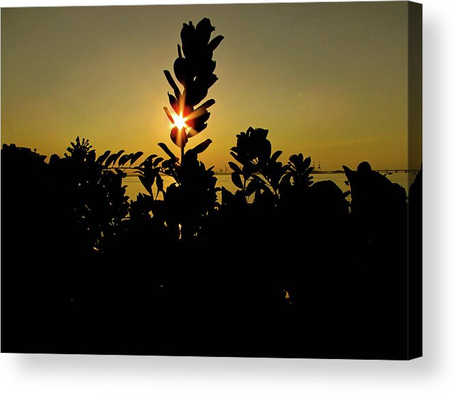 Sun Acrylic Print featuring the photograph Sunset #6 by Cesar Vieira
