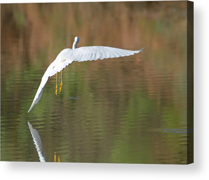 Snowy Acrylic Print featuring the photograph Snowy Egret #65 by Tam Ryan