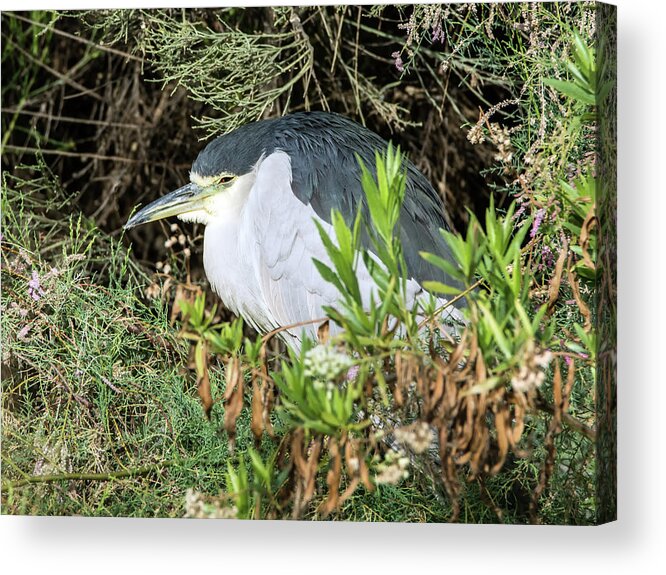 Black Acrylic Print featuring the photograph Black-crowned Night Heron #8 by Tam Ryan