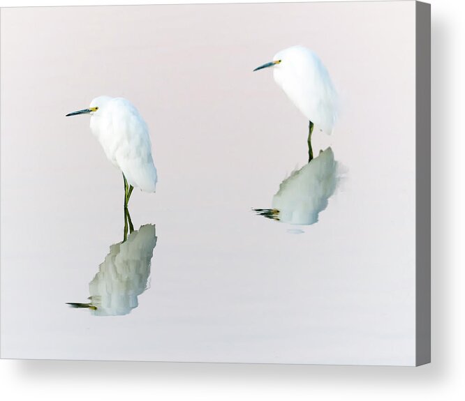 Snowy Acrylic Print featuring the photograph Snowy Egret #82 by Tam Ryan