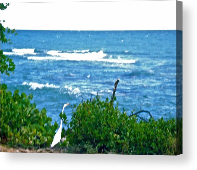 Landscape Acrylic Print featuring the photograph A bird and the sea by Felix Zapata