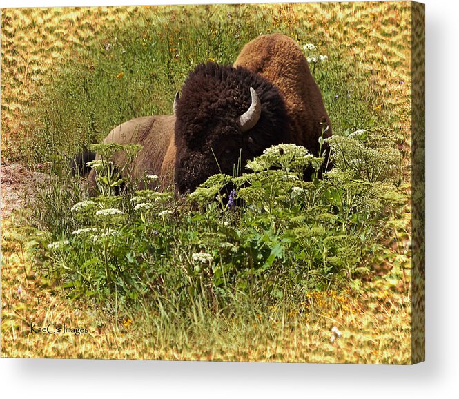 Bison Acrylic Print featuring the digital art A Bison at Rest by Kae Cheatham