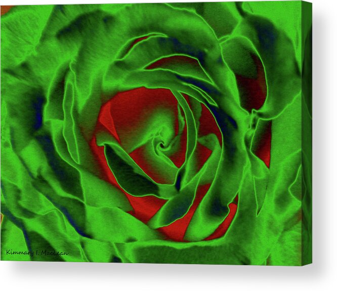 Rose Acrylic Print featuring the digital art A Complimentary Rose by Kimmary MacLean