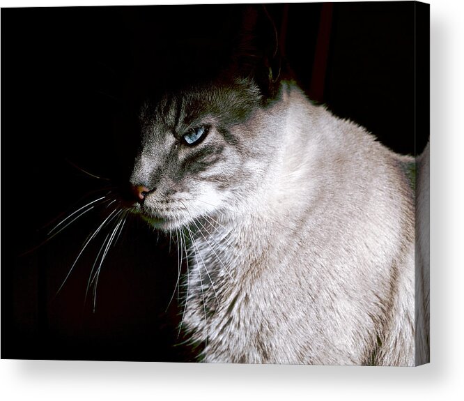 Cat Acrylic Print featuring the photograph A Glare by Rachel Morrison