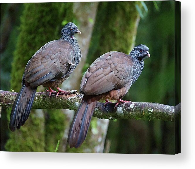 Bird Acrylic Print featuring the photograph A Pair by Blair Wainman