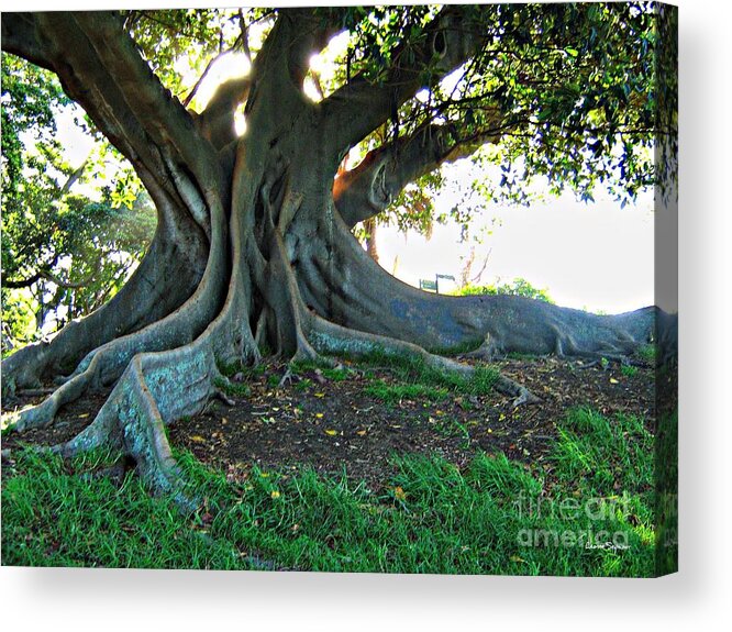 Tree Acrylic Print featuring the photograph A Poem As Lovely As A Tree by Leanne Seymour