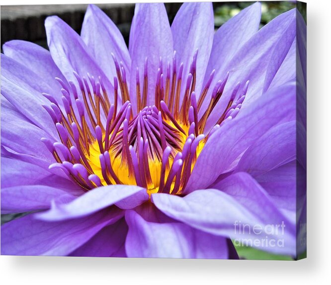 Water Lily Acrylic Print featuring the photograph A Sliken Purple Water Lily by Chad and Stacey Hall