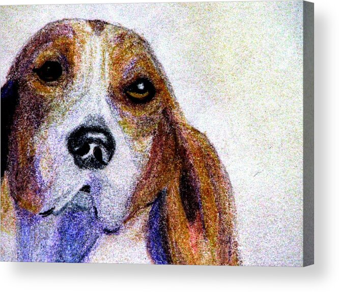 Foxhound Acrylic Print featuring the drawing A Soulful Hound by Angela Davies