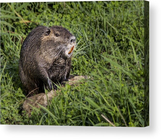 Jean Noren Acrylic Print featuring the photograph A Toothy Nutria by Jean Noren