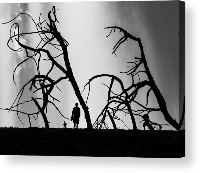 Woods Acrylic Print featuring the photograph A Walk in the Woods by Rand Ningali