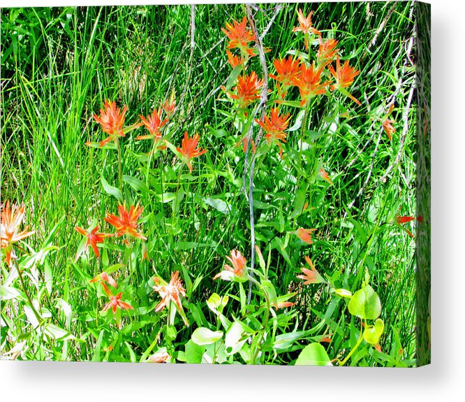 Nature Acrylic Print featuring the photograph A Wild Summer by Marilyn Diaz