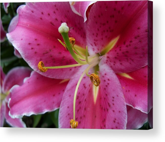Flower Acrylic Print featuring the photograph Abstract Pink Lily3 by Corinne Elizabeth Cowherd