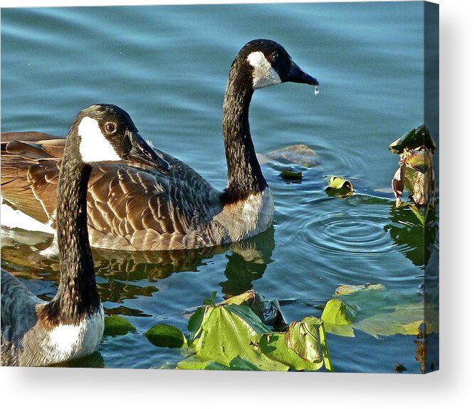 Bird Acrylic Print featuring the photograph Adolescents by Diana Hatcher