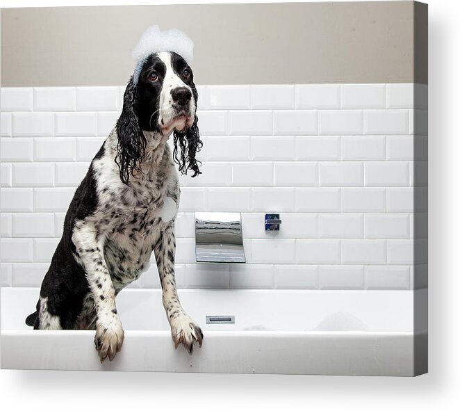 Angry Acrylic Print featuring the photograph Adorable Springer Spaniel Dog in Tub by Good Focused