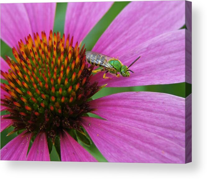 Sweat Acrylic Print featuring the photograph Agapostemon by Carl Moore
