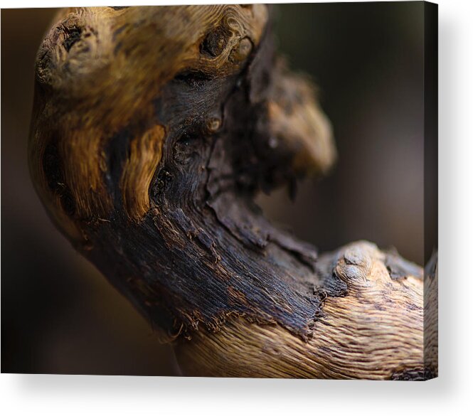 Drift Wood Acrylic Print featuring the photograph Ageing by Robert McKay Jones