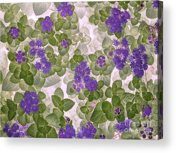 Flowers Acrylic Print featuring the photograph Ageratum by Ann Jacobson