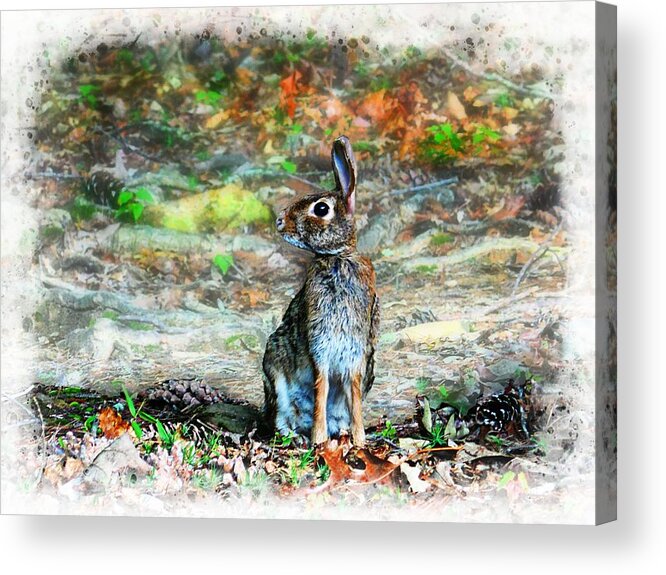 Cottontail Rabbit Acrylic Print featuring the photograph Alert Cottontail by Joe Duket