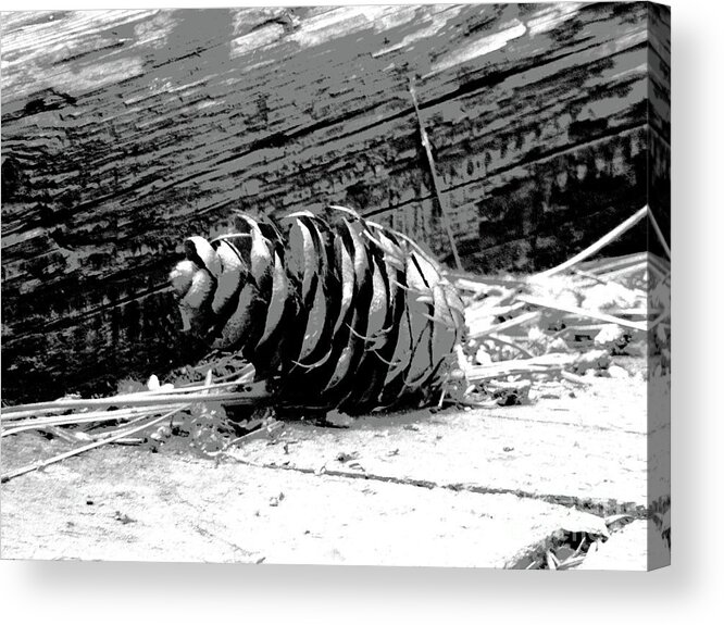 Pine Acrylic Print featuring the digital art All By Myself by Ann Johndro-Collins
