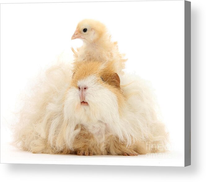 Guinea Pig Acrylic Print featuring the photograph All Frizzed up and Ready to Go by Warren Photographic