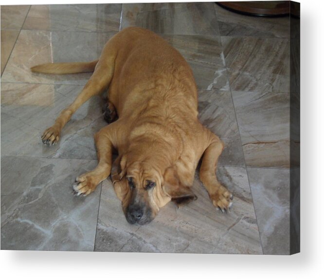 Bloodhound Acrylic Print featuring the photograph All Pooped Out by Val Oconnor